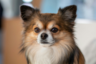 Illustration de l'article : Pourquoi les chiens ont-ils des moustaches sous le menton ?