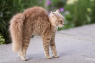 Illustration de l'article : Marche en crabe : pourquoi votre chat court-il de côté avec les poils hérissés ?