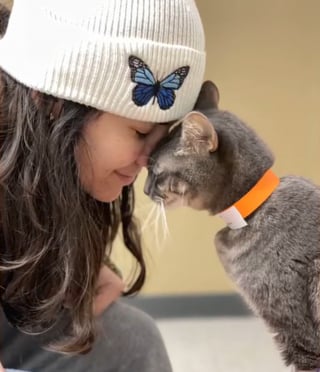 Illustration de l'article : Une chatte recherchée par sa famille et coincée dans un caniveau est retrouvée par des adolescents qui tentaient d'y récupérer leur balle