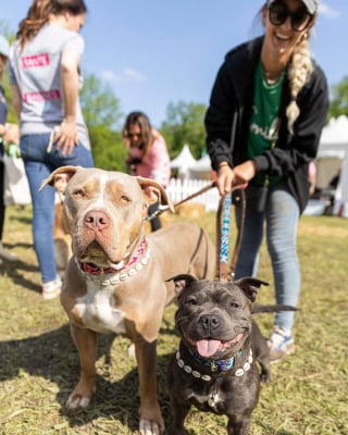 Illustration de l'article : Woofest, le grand festival canin, revient les 13 et 14 juin 2026 à Lyon pour un week-end entre course dans la boue, jeux et balades