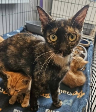 Illustration de l'article : En Moselle (57), des enfants immergent des chatons dans une piscine « pour s’amuser », les sauveteurs interviennent en urgence