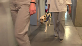 Illustration de l'article : Au commissariat de Mulhouse (68), une chienne d’assistance judiciaire accompagne les victimes et les aide à libérer leur parole (vidéo)