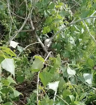 Illustration de l'article : « Cette scène m’a brisé le cœur », en suivant des pleurs dans la forêt, une femme découvre 5 chiots abandonnés dans les broussailles (vidéo)