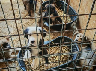 Illustration de l'article : « Cette scène m’a brisé le cœur », en suivant des pleurs dans la forêt, une femme découvre 5 chiots abandonnés dans les broussailles (vidéo)