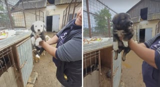 Illustration de l'article : « Cette scène m’a brisé le cœur », en suivant des pleurs dans la forêt, une femme découvre 5 chiots abandonnés dans les broussailles (vidéo)