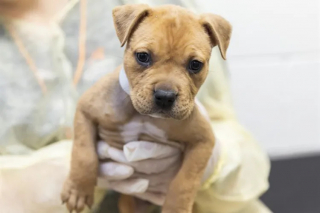 Illustration de l'article : Couvert de tiques, un chiot Pitbull en hyperthermie abandonn&eacute; dans un bac de dons est sauv&eacute; par un refuge