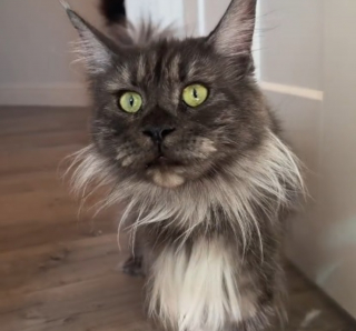 Illustration de l'article : Bient&ocirc;t maman &agrave; nouveau cette chatte rencontre avec beaucoup de douceur la nouvelle port&eacute;e de sa fille (vid&eacute;o)