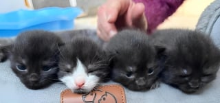 Illustration de l'article : En train d’errer dans un jardin, une chatte est sauvée et donne naissance à 4 chatons la nuit suivante