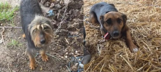 Illustration de l'article : Apr&egrave;s avoir sauv&eacute; 11 chiens maltrait&eacute;s et encha&icirc;n&eacute;s cette association du Jura lance un appel urgent pour les soigner