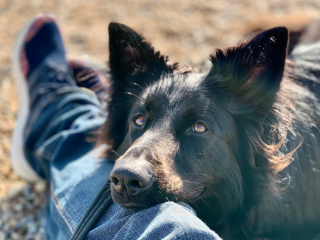 Illustration de l'article : Pourquoi votre chien s'appuie-t-il de tout son poids contre vos jambes ?