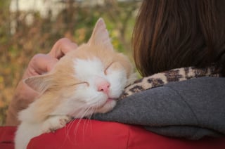 Illustration de l'article : Bien-être des chiens et chats, la Suède en avance sur le reste de l'Europe grâce à l’assurance santé animale et des règles strictes