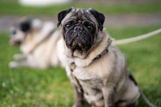 Illustration de l'article : Bien-être des chiens et chats, la Suède en avance sur le reste de l'Europe grâce à l’assurance santé animale et des règles strictes