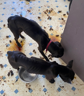 Illustration de l'article : Abandonnés dans un logement inoccupé et contraints de manger leurs excréments, ces 2 chiens sont aujourd'hui soignés et en sécurité