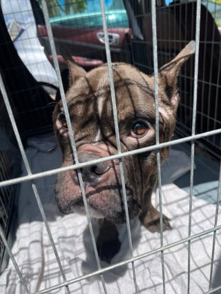 Illustration de l'article : Abandonnés dans un logement inoccupé et contraints de manger leurs excréments, ces 2 chiens sont aujourd'hui soignés et en sécurité