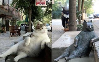 Illustration de l'article : 10 animaux devenus célèbres dans le monde grâce à une photo