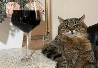 Illustration de l'article : 10 animaux devenus célèbres dans le monde grâce à une photo