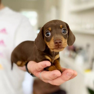 Illustration de l'article : 16 photos de chiots adorables pour égayer votre journée