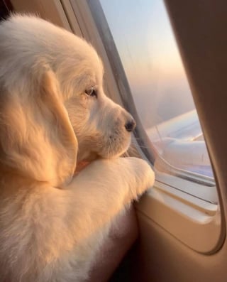 Illustration de l'article : 16 photos de chiots adorables pour égayer votre journée