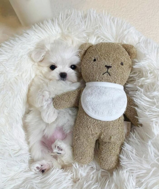 Illustration de l'article : 16 photos de chiots adorables pour égayer votre journée