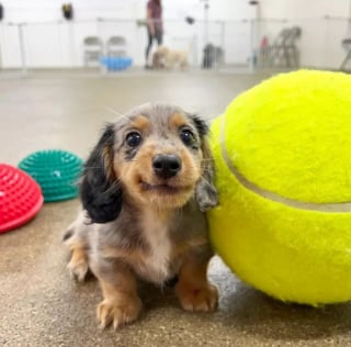 Illustration de l'article : 16 photos de chiots adorables pour égayer votre journée