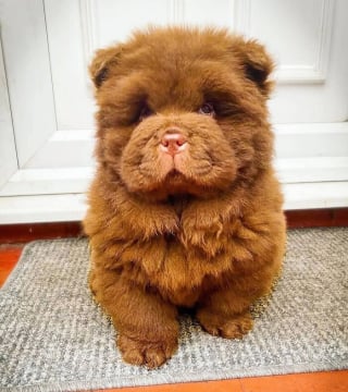 Illustration de l'article : 16 photos de chiots adorables pour égayer votre journée