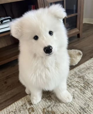 Illustration de l'article : 16 photos de chiots adorables pour égayer votre journée