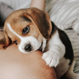 Illustration de l'article : 16 photos de chiots adorables pour égayer votre journée