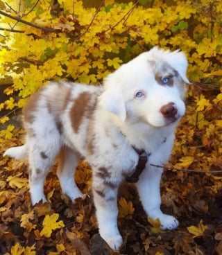 Illustration de l'article : 16 photos de chiots adorables pour égayer votre journée