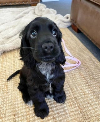 Illustration de l'article : 16 photos de chiots adorables pour égayer votre journée