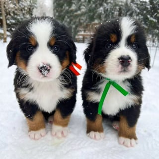 Illustration de l'article : 16 photos de chiots adorables pour égayer votre journée