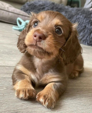 Illustration de l'article : 16 photos de chiots adorables pour égayer votre journée