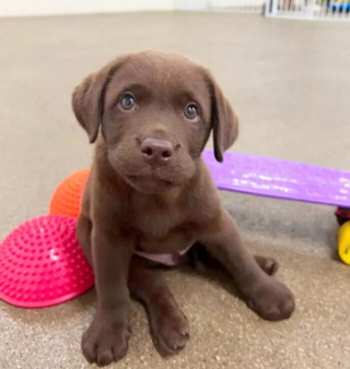 Illustration de l'article : 16 photos de chiots adorables pour égayer votre journée