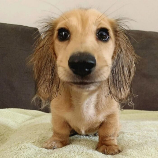 Illustration de l'article : 16 photos de chiots adorables pour égayer votre journée