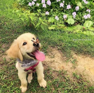 Illustration de l'article : 16 photos de chiots adorables pour égayer votre journée