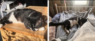 Illustration de l'article : Blessé et amputé d'une patte, cet ex-chat errant est adopté par la femme qui s’est battue pour le sauver (vidéo)