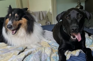 Illustration de l'article : Un Labrador sans abri se présente à la porte d’une maison sans se douter que sa future famille se cache derrière (vidéo)
