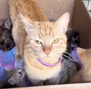 Illustration de l'article : Une petite chatte rousse adopte un bébé raton laveur orphelin et l’élève comme l’un des siens (vidéo)