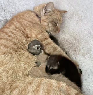 Illustration de l'article : Une petite chatte rousse adopte un bébé raton laveur orphelin et l’élève comme l’un des siens (vidéo)