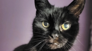 Illustration de l'article : Une association invite les amoureux de chats à adopter leur « Vintage Lady », une féline de 19 ans, la plus âgée du refuge