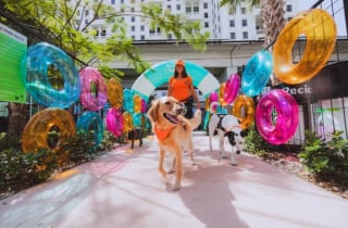 Illustration de l'article : « Un rêve devenu réalité », 276 chiens participent à une fête de piscine et battent un record mondial