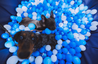 Illustration de l'article : « Un rêve devenu réalité », 276 chiens participent à une fête de piscine et battent un record mondial