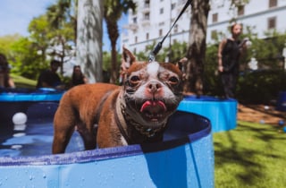 Illustration de l'article : « Un rêve devenu réalité », 276 chiens participent à une fête de piscine et battent un record mondial