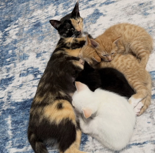 Illustration de l'article : Après s’être occupée de ses 4 chatons, une chatte accepte finalement de baisser la garde et les soins dont elle a besoin