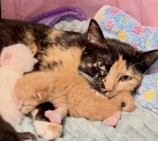 Illustration de l'article : Après s’être occupée de ses 4 chatons, une chatte accepte finalement de baisser la garde et les soins dont elle a besoin