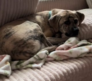 Illustration de l'article : Apr&egrave;s des mois en appartement ce chien adopt&eacute; d&eacute;couvre son nouveau jardin avec une joie tr&egrave;s touchante (vid&eacute;o)
