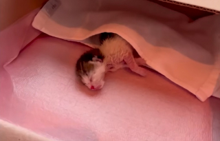 Illustration de l'article : En voyage en Corée du Sud, il annule son tour d'Asie pour secourir 2 chatons nouveau-nés qu'il soigne en cachette à l'hôtel