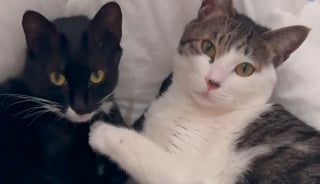 Illustration de l'article : En voyage en Corée du Sud, il annule son tour d'Asie pour secourir 2 chatons nouveau-nés qu'il soigne en cachette à l'hôtel