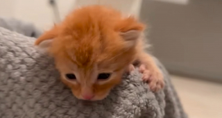 Illustration de l'article : En voyage en Corée du Sud, il annule son tour d'Asie pour secourir 2 chatons nouveau-nés qu'il soigne en cachette à l'hôtel