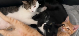 Illustration de l'article : En voyage en Corée du Sud, il annule son tour d'Asie pour secourir 2 chatons nouveau-nés qu'il soigne en cachette à l'hôtel