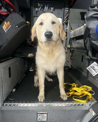 Illustration de l'article : Tombé dans un canal ce chien épuisé est sauvé, passe la nuit au chaud chez les pompiers, avant de vivre d'émouvantes retrouvailles avec sa famille